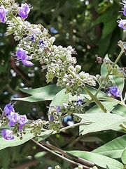 Vitex agnus-castus