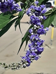 Vitex agnus-castus