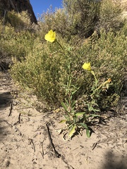 Oenothera longissima