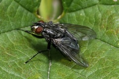 Phyto melanocephala