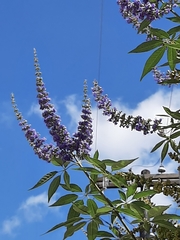 Vitex agnus-castus