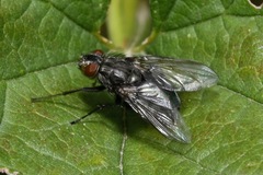 Phyto melanocephala