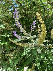 Vitex agnus-castus