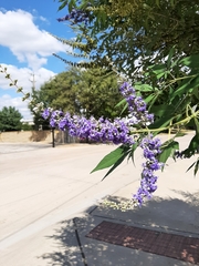 Vitex agnus-castus