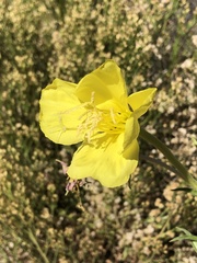 Oenothera longissima