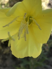 Oenothera longissima