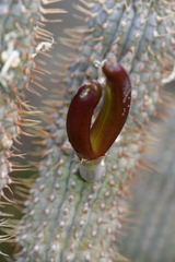 Hoodia
