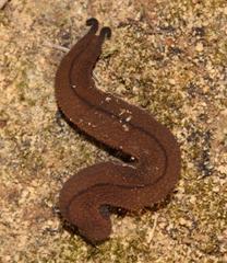 Peripatopsis storchi