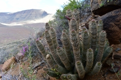 Hoodia