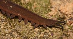 Peripatopsis storchi