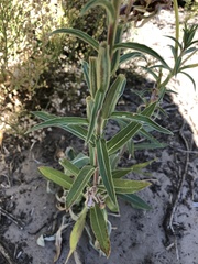Oenothera longissima