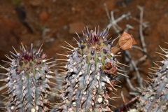 Hoodia