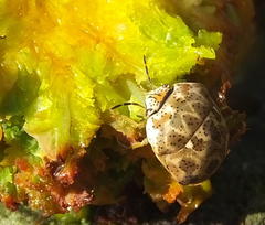 Sphaerocoris testudogrisea