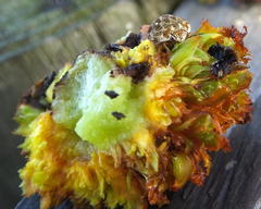 Sphaerocoris testudogrisea