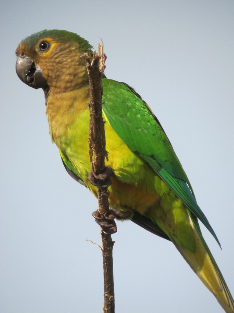 Brown-throated Parakeet