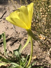 Oenothera longissima