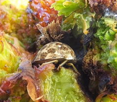 Sphaerocoris testudogrisea