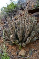 Hoodia