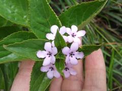 Teedia lucida