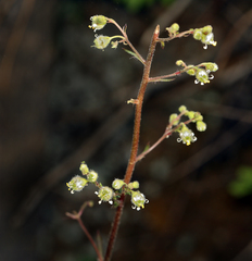Heuchera maxima
