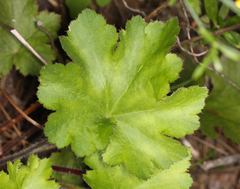Heuchera maxima