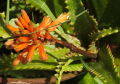 Asphodelaceae