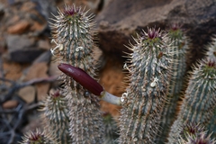 Hoodia
