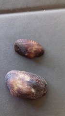 Barbatia barbata