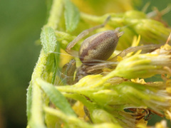 Cheiracanthium erraticum