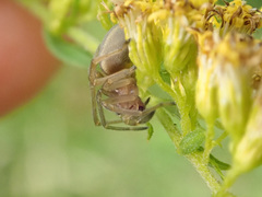 Cheiracanthium erraticum
