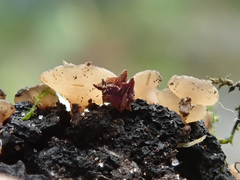 Lambertella corni-maris