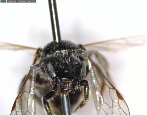 iNaturalist observation photo of Lasioglossum