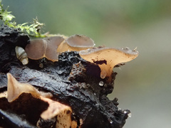 Lambertella corni-maris