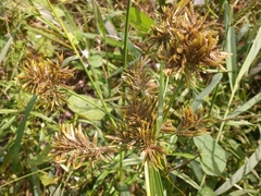 Cyperus flavicomus