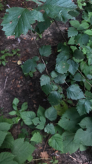 Rubus phoenicolasius