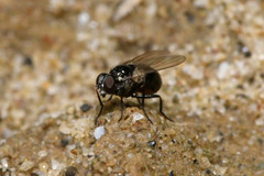 Coenosia atra