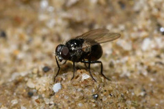 Coenosia atra