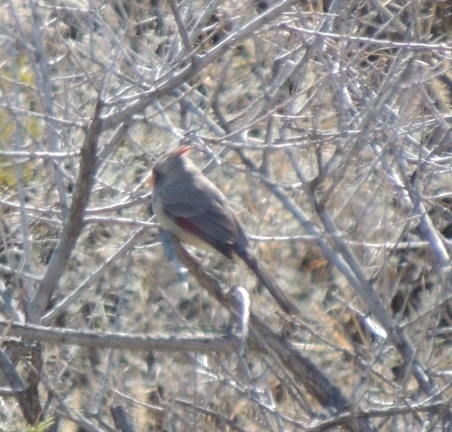 Cardinalis sinuatus