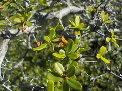 Terminalia molinetii