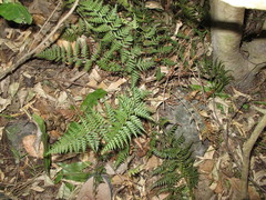 Polystichum oculatum