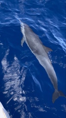 Stenella attenuata attenuata