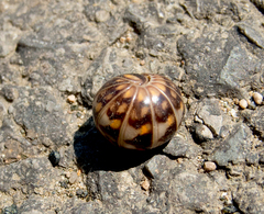 Glomeris hexasticha