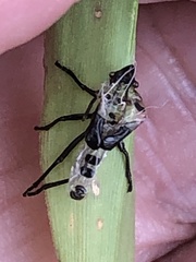 Lygaeus kalmii