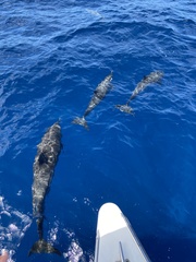 Stenella attenuata attenuata