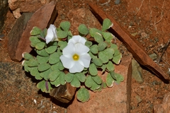 Oxalis annae