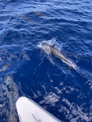 Stenella attenuata attenuata