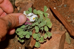 Oxalis annae
