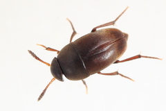 Ptomaphagus