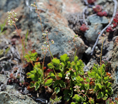 Heuchera merriamii