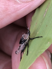 Lygaeus kalmii